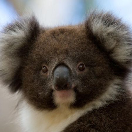 Bimbi Park - Camping Under Koalas Cape Otway Kültér fotó