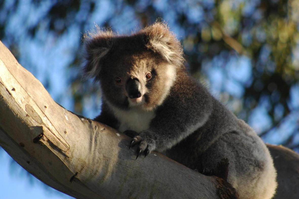 Bimbi Park - Camping Under Koalas Cape Otway Kültér fotó