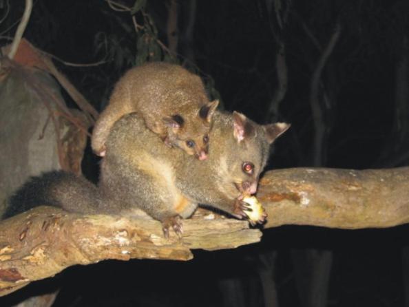 Bimbi Park - Camping Under Koalas Cape Otway Kültér fotó