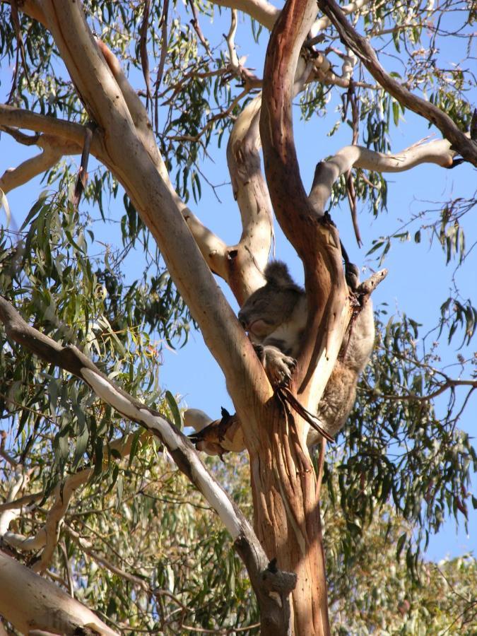 Bimbi Park - Camping Under Koalas Cape Otway Kültér fotó