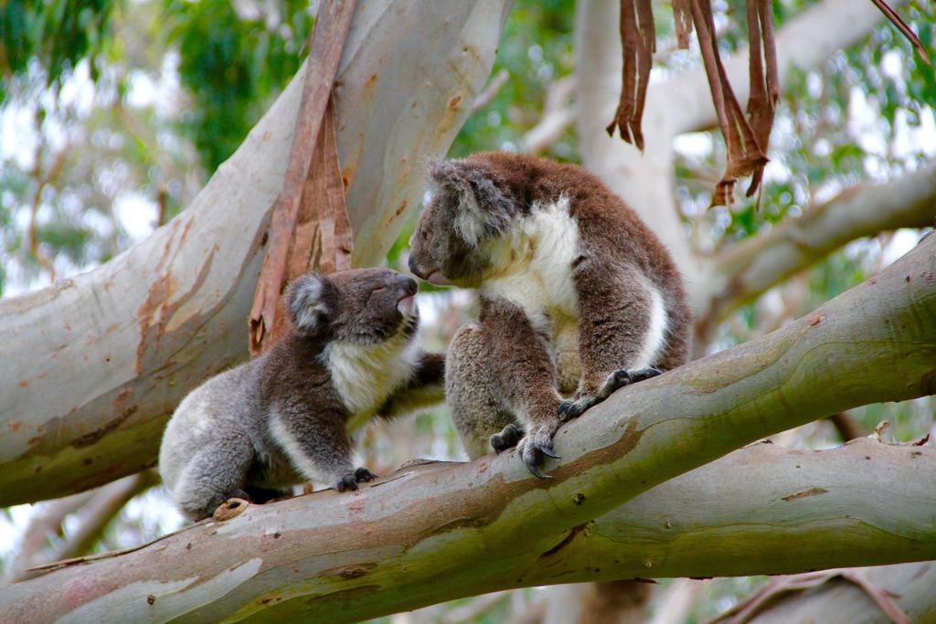 Bimbi Park - Camping Under Koalas Cape Otway Kültér fotó